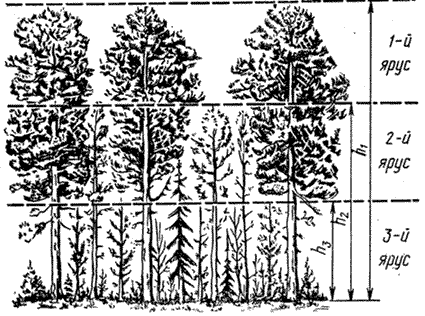 средняя высота деревьев в лесу